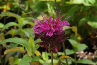 Monarda 'Scorpion' bestellen